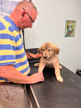 Load image into Gallery viewer, VET CARE CONTRIBUTION