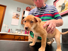 Load image into Gallery viewer, VET CARE CONTRIBUTION