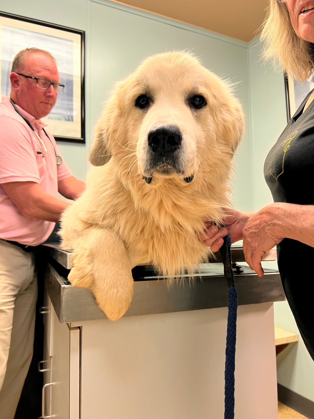 VET CARE CONTRIBUTION
