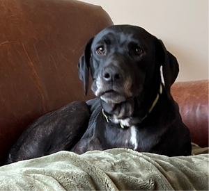 THE ADOPTION OF SUSIE