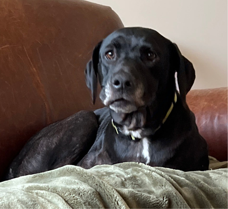 THE ADOPTION OF SUSIE