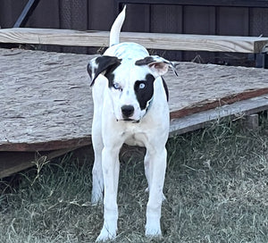 ADOPTION FEE FOR MILLIE