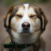 SPAR- Saving Pets At Risk 