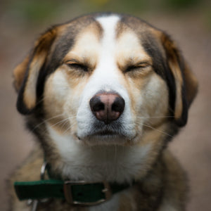 SPAR- Saving Pets At Risk 